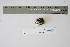  ( - CCDB-42523-A09)  @11 [ ] CreativeCommons - Attribution Non-Commercial Share-Alike (2022) Canadian Museum of Nature Canadian Museum of Nature