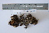  (Peltigera monticola - CCDB-42524-G05)  @11 [ ] CreativeCommons - Attribution Non-Commercial Share-Alike (2022) Canadian Museum of Nature Canadian Museum of Nature