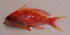  (Pseudanthias randalli - aq13par)  @14 [ ] CreativeCommons - Attribution Non-Commercial Share-Alike (2013) Benjamin Victor Benjamin Victor
