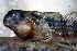  (Hypsoblennius invemar - ari18hp)  @11 [ ] CreativeCommons - Attribution Non-Commercial Share-Alike (2019) Benjamin Victor Benjamin Victor