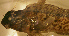  (Hypsoblennius jenkinsi - baj0gbhj430)  @12 [ ] CreativeCommons - Attribution Non-Commercial Share-Alike (2012) Benjamin Victor Benjamin Victor