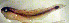  (Elacatinus sp. A - bz15el129)  @14 [ ] CreativeCommons - Attribution Non-Commercial Share-Alike (2015) Benjamin Victor Benjamin Victor