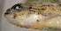  ( - cv243345)  @11 [ ] CreativeCommons - Attribution Non-Commercial Share-Alike (2020) Benjamin Victor Benjamin Victor