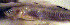  (Ptereleotris calliura - f14pc270)  @13 [ ] CreativeCommons - Attribution Non-Commercial Share-Alike (2014) Benjamin Victor Benjamin Victor