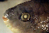  (Scarus coeruleus - fl813sc820)  @11 [ ] CreativeCommons - Attribution Non-Commercial Share-Alike (2013) Benjamin Victor Benjamin Victor