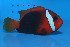  ( - fw15am1)  @11 [ ] CreativeCommons - Attribution Non-Commercial Share-Alike (2015) Benjamin Victor Benjamin Victor