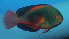  ( - fw15cs)  @14 [ ] CreativeCommons - Attribution Non-Commercial Share-Alike (2015) Benjamin Victor Benjamin Victor
