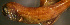  (Myctophum aurolaternatum - gv12ma390)  @12 [ ] CreativeCommons - Attribution Non-Commercial Share-Alike (2012) Benjamin Victor Benjamin Victor
