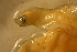  (Ariosoma gilberti - gv85310ag2210)  @11 [ ] CreativeCommons - Attribution Non-Commercial Share-Alike (2011) Benjamin Victor Research Collection of Benjamin Victor