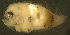  (Citharichthys platophrys - gv85310cp79)  @12 [ ] CreativeCommons - Attribution Non-Commercial Share-Alike (2011) Benjamin Victor Benjamin Victor