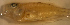  (Haemulopsis corvinaeformis - n7528apc235)  @11 [ ] CreativeCommons - Attribution Non-Commercial Share-Alike (2012) Benjamin Victor Benjamin Victor