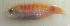  ( - nc17x2)  @11 [ ] CreativeCommons - Attribution Non-Commercial Share-Alike (2017) Benjamin Victor Benjamin Victor