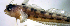  (Mimoblennius atrocinctus - rw18g)  @11 [ ] CreativeCommons - Attribution Non-Commercial Share-Alike (2019) Benjamin Victor Benjamin Victor