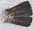  (Epinephelus analogus - sio11ea)  @11 [ ] CreativeCommons - Attribution Non-Commercial Share-Alike (2011) Benjamin Victor Research Collection of Benjamin Victor