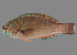  (Scarus arabicus - soc19468)  @11 [ ] by-nc-sa (2022) Sergey Bogorodsky Sergey Bogorodsky