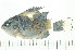  ( - HBL-LI-2002-BD003)  @12 [ ] CreativeCommons - Attribution (2008) Unspecified Centre for Biodiversity Genomics