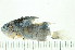  ( - HBL-LI-2002-BLUED002F)  @12 [ ] CreativeCommons - Attribution (2008) Unspecified Centre for Biodiversity Genomics