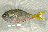  (Caesio cuning - UG0042)  @14 [ ] CreativeCommons - Attribution (2009) Unspecified Centre for Biodiversity Genomics