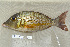  ( - UG0046)  @11 [ ] CreativeCommons - Attribution (2009) Unspecified Centre for Biodiversity Genomics