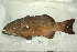  ( - UG0053)  @14 [ ] CreativeCommons - Attribution (2009) Unspecified Centre for Biodiversity Genomics