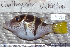  ( - UG0088)  @11 [ ] CreativeCommons - Attribution (2009) Unspecified Centre for Biodiversity Genomics