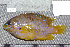  ( - UG0089)  @13 [ ] CreativeCommons - Attribution (2009) Unspecified Centre for Biodiversity Genomics