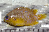  (Pomacentrus amboinensis - UG0090)  @14 [ ] CreativeCommons - Attribution (2009) Unspecified Centre for Biodiversity Genomics