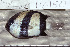  ( - UG0150)  @14 [ ] CreativeCommons - Attribution (2009) Unspecified Centre for Biodiversity Genomics