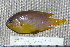  ( - UG0159)  @13 [ ] CreativeCommons - Attribution (2009) Unspecified Centre for Biodiversity Genomics