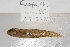  (Eviota sp. 2 - UG0180)  @13 [ ] CreativeCommons - Attribution (2009) Unspecified Centre for Biodiversity Genomics
