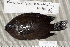  (Pomacentrus brachialis - UG0194)  @14 [ ] CreativeCommons - Attribution (2009) Unspecified Centre for Biodiversity Genomics