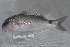  ( - UG0234)  @14 [ ] CreativeCommons - Attribution (2009) Unspecified Centre for Biodiversity Genomics