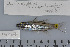  (Cheilodipterus quinquelineatus - UG0287)  @14 [ ] CreativeCommons - Attribution (2009) Unspecified Centre for Biodiversity Genomics
