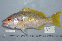  ( - UG0294)  @11 [ ] CreativeCommons - Attribution (2009) Unspecified Centre for Biodiversity Genomics