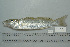  ( - UG0512)  @13 [ ] CreativeCommons - Attribution (2009) Unspecified Centre for Biodiversity Genomics