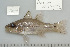  (Pristiapogon exostigma - UG0546)  @14 [ ] CreativeCommons - Attribution (2009) Unspecified Centre for Biodiversity Genomics