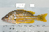  (Lutjanus carponotatus - UG0553)  @13 [ ] CreativeCommons - Attribution (2009) Unspecified Centre for Biodiversity Genomics