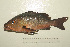  (Lutjanus bohar - UG0589)  @14 [ ] CreativeCommons - Attribution (2009) Unspecified Centre for Biodiversity Genomics