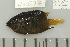  (Plectroglyphidodon lacrymatus - UG0597)  @14 [ ] CreativeCommons - Attribution (2009) Unspecified Centre for Biodiversity Genomics