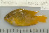  (Pomacentrus moluccensis - UG0613)  @14 [ ] CreativeCommons - Attribution (2009) Unspecified Centre for Biodiversity Genomics