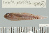  (Eviota prasites - UG0620)  @13 [ ] CreativeCommons - Attribution (2009) Unspecified Centre for Biodiversity Genomics