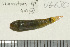  (Eviota sp - UG0630)  @13 [ ] CreativeCommons - Attribution (2009) Unspecified Centre for Biodiversity Genomics