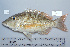  ( - UG0659)  @13 [ ] CreativeCommons - Attribution (2009) Unspecified Centre for Biodiversity Genomics