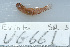  (Eviota sp. 3 - UG0661)  @12 [ ] CreativeCommons - Attribution (2009) Unspecified Centre for Biodiversity Genomics