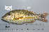  ( - UG0665)  @13 [ ] CreativeCommons - Attribution (2009) Unspecified Centre for Biodiversity Genomics