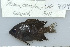  (Pomacentrus wardi - UG0709)  @14 [ ] CreativeCommons - Attribution (2009) Unspecified Centre for Biodiversity Genomics