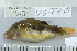  (Canthigaster bennetti - UG0770)  @14 [ ] CreativeCommons - Attribution (2009) Unspecified Centre for Biodiversity Genomics