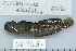  (Istiblennius - UG0944)  @14 [ ] CreativeCommons - Attribution (2009) Unspecified Centre for Biodiversity Genomics