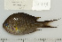 ( - UG0995)  @14 [ ] CreativeCommons - Attribution (2009) Unspecified Centre for Biodiversity Genomics