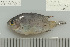  (Pomacentrus lepidogenys - UG1043)  @14 [ ] CreativeCommons - Attribution (2009) Unspecified Centre for Biodiversity Genomics